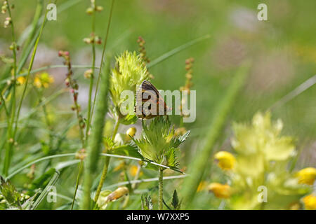 Heide fritillary (Mellicta athalia ab. cymathoe), aberrante Form Unterseite angezeigt. Frankreich, Juli. Stockfoto