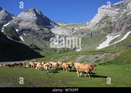 Inländische Rinder grasen in montanen Wiese, Le Cirque de Troumouse, Französischen Pyrenäen, Frankreich, Juli 2013. Stockfoto