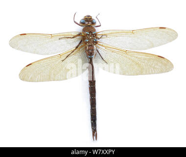 Braun hawker Dragonfly (Aeshna grandis) Surrey, England. Stockfoto