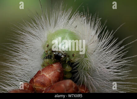 Pale tussock Motte (Calliteara pudibunda) Caterpillar. Surrey, England, Oktober. Stockfoto