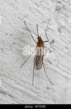 Moskito (Culex pipiens) Weiblich überwintert auf einem Keller Wand, Europa, Februar. Stockfoto