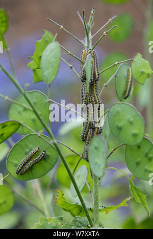 Große weiße Falter (Pieris brassicae) Raupen auf Ehrlichkeit (Lunaria aunnua) Surrey, England, Mai. Stockfoto