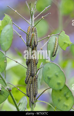 Große weiße Falter (Pieris brassicae) Raupen auf Ehrlichkeit (Lunaria aunnua) Surrey, England, Mai. Stockfoto