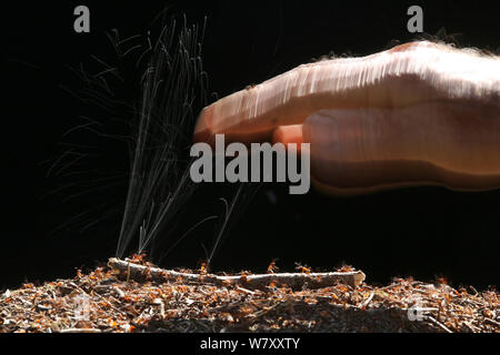 Waldameisen (Formica rufa) jetten Ameisensäure in einer menschlichen Hand, Surrey, England, Juni. Stockfoto