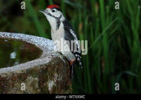 Buntspecht (Dendrocopos major) Jugendliche auf Birdbath. Surrey, England, Juni. Stockfoto