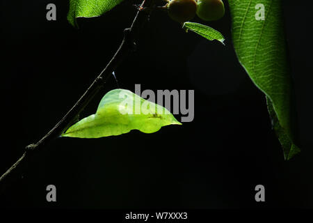 Zitronenfalter (Gonepteryx rhamni) neu gebildete Puppe. Surrey, England, Juni. Stockfoto