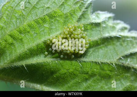 Schmetterling kleiner Fuchs (Nymphalis urticae) ei Masse auf nesselblatt. Surrey, England, Juli. Stockfoto