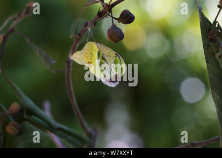 Zitronenfalter (Gonepteryx rhamni) aus Puppe, Surrey, England, Juli. Folge 3 der 8. Stockfoto