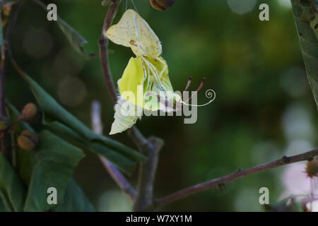 Zitronenfalter (Gonepteryx rhamni) aus Puppe, Surrey, England, Juli. Folge 5 der 8. Stockfoto
