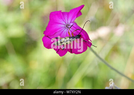 Spotted longhorn Beetle (Strangalia maculata) Bulgarien, Juli. Stockfoto