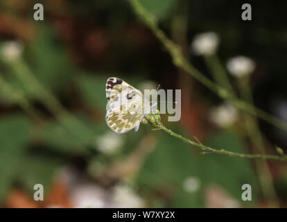 Östlichen Badewanne weiß Schmetterling (Pontia Medusa) Bulgarien, Juli. Stockfoto