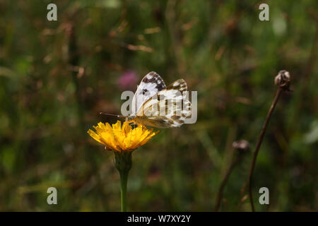 Östlichen Badewanne weiß Schmetterling (Pontia Medusa) Bulgarien, Juli. Stockfoto