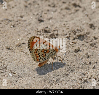 Flockenblume fritillary (Melitaea phoebe) Bulgarien, Juli. Stockfoto