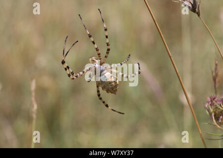 Gelappte argiope Spider (Argiope lobata) Bulgarien, Juli. Stockfoto