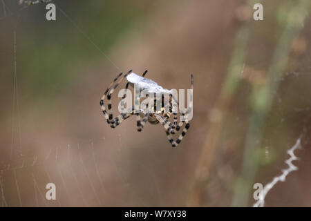 Gelappte argiope Spider (Argiope lobata) verbindliche Beute, Bulgarien, Juli. Stockfoto