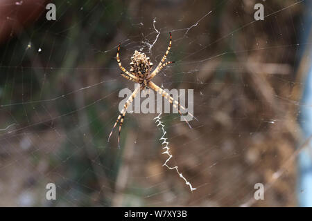 Gelappte argiope Spider (Argiope lobata) Bulgarien, Juli. Stockfoto