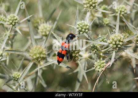 Biene Parasit Käfer (Trichodes crabroniformis) auf Feld eryngo (eryngium Creticum) Bulgarien, Juli. Stockfoto