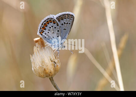 Silber - verzierte Blau (Plebejus argus) Bulgarien, Juli. Stockfoto