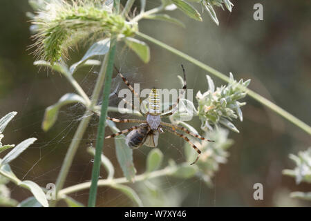 Wasp spider (Argiope Bruennichi) mit Beute, Bulgarien, Juli. Stockfoto