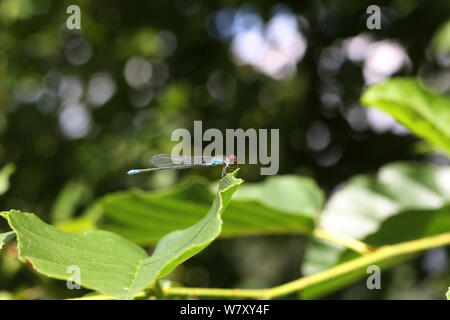 Kleine red-eyed damselfly (Erythromma viridulum) Bulgarien, Juli. Stockfoto