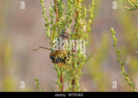 Paper Wasp (feldwespe dominula) Arbeitnehmer fenstergestaltung Bush Cricket (tettigoniidae) Bulgarien, Juli. Stockfoto