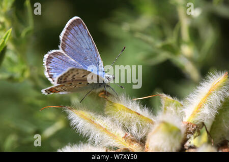 Blue Butterfly (Plebejus argus anteros) männlich, Bulgarien, Juli. Stockfoto