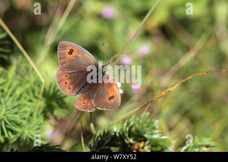 Gemeinsame brassy Ringelwürmer Schmetterling (Coenonympha cassioides) Bulgarien, Juli. Stockfoto