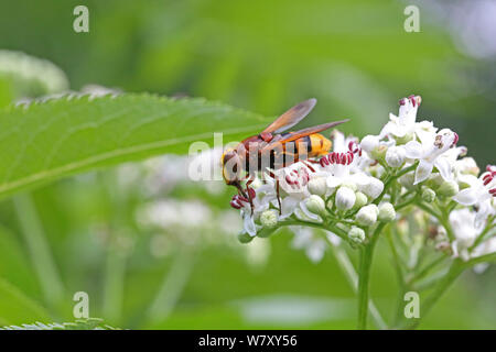 Hornet schweben Fliegen (Volucella zonaria) Fütterung auf älteren Zwerg Blumen (Sambucus ebulus) Bulgarien, Juli. Stockfoto