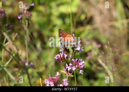 Lila-shot Kupfer Schmetterling (Lycaena alciphron) Majoran (Origanum vulgare) Bulgarien, Juli. Stockfoto