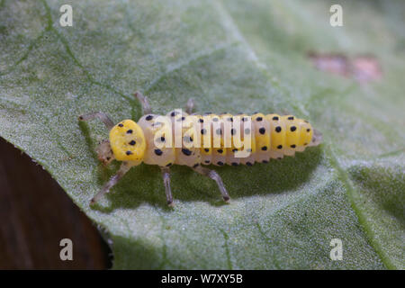 22 Punkt Marienkäfer (Psyllobora 22-punctata) Larve, Surrey, England, August. Stockfoto