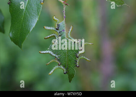 Rose sawfly (Arge ochropus) Larven auf rose Leaf, Surrey, England, August. Stockfoto