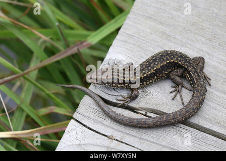 Gemeinsame lebendgebärenden Eidechsen (Lacerta vivipara) auf Holz, Surrey, England, September. Stockfoto