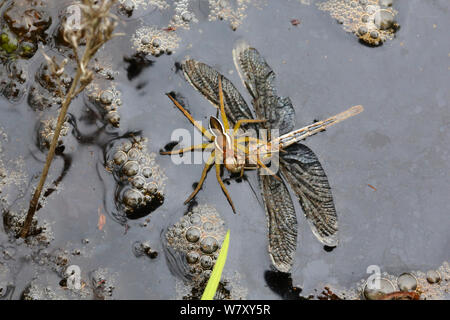 Raft Spinne (Dolomedes fimbriatus) weibliche Fütterung auf Dragonfly ertrunken. Surrey, England, September. Stockfoto