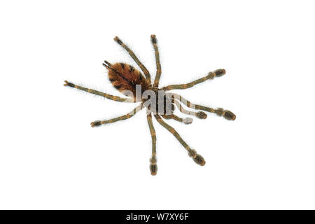 Baby Ecuadorianischen pinktoe Tarantula (Avicularia huriana) eine Vogelspinne, jatun Sacha biologische Station, Napo Provinz, Amazonasbecken, Ecuador, März. meetyourneighbors.net Projekt Stockfoto