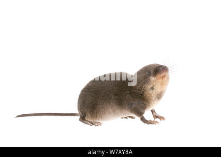 Wasserspitzmaus (Neomys fodiens) Erwachsenen, Die Niederlande, September. meetyourneighbors.net Projekt Stockfoto