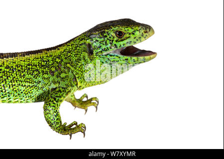 Zauneidechse (Lacerta agilis), Mechtersheim, Rheinland-Pfalz, Deutschland, Juni. meetyourneighbors.net Projekt Stockfoto