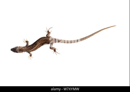 Zauneidechse (Lacerta agilis), Mechtersheim, Rheinland-Pfalz, Deutschland, Juni. meetyourneighbors.net Projekt Stockfoto