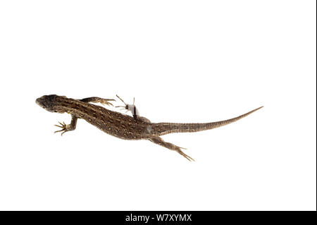 Zauneidechse (Lacerta agilis), Mechtersheim, Rheinland-Pfalz, Deutschland, Juni. meetyourneighbors.net Projekt Stockfoto