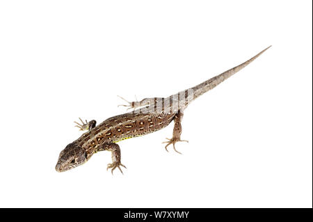 Zauneidechse (Lacerta agilis), Mechtersheim, Rheinland-Pfalz, Deutschland, Juni. meetyourneighbors.net Projekt Stockfoto