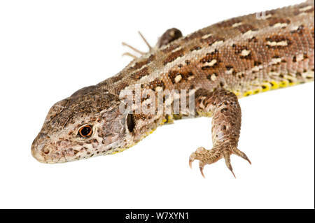 Zauneidechse (Lacerta agilis), Mechtersheim, Rheinland-Pfalz, Deutschland, Juni. meetyourneighbors.net Projekt Stockfoto