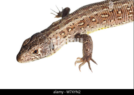 Zauneidechse (Lacerta agilis), Mechtersheim, Rheinland-Pfalz, Deutschland, Juni. meetyourneighbors.net Projekt Stockfoto