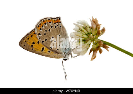 Purple-Shot Kupfer (Lycaena alciphron) auf Blume, Mayen-Koblenz, Rheinland-Pfalz, Deutschland, Juni. meetyourneighbors.net Projekt Stockfoto