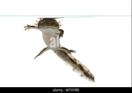 Feuersalamander (Salamandra salamandra), Unterjeckenbach, Rheinland-Pfalz, Deutschland, Juni. meetyourneighbors.net Projekt Stockfoto