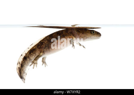 Feuersalamander (Salamandra salamandra), Unterjeckenbach, Rheinland-Pfalz, Deutschland, Juni. meetyourneighbors.net Projekt Stockfoto