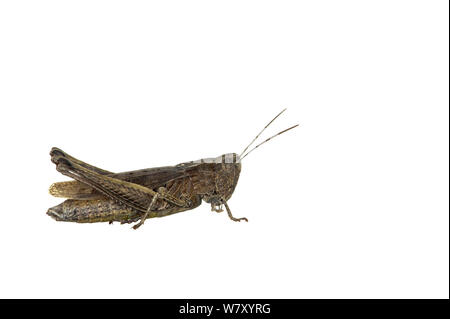 Steppe Grashüpfer (Chorthippus dorsatus), Erpolzheim, Rheinland-Pfalz, Deutschland, August. meetyourneighbors.net Projekt Stockfoto