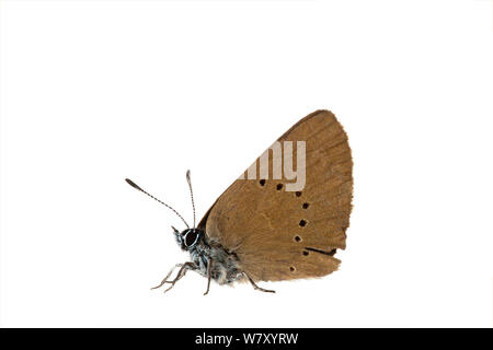 Dusky Large Blue (Maculinea nausithous), Erpolzheim, Rheinland-Pfalz, Deutschland, August. meetyourneighbors.net Projekt Stockfoto