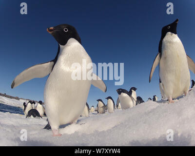 Adelie Penguins (Pygoscelis Adeliae) Weitwinkel Porträt zweier mit größeren Gruppe im Hintergrund, Antarktis. Stockfoto