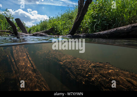 Bäume in den Fluss geworfen Wasserstand zu erhöhen und mehr Vielfalt für Pflanzen und Tiere schaffen. North Holland. April. Stockfoto