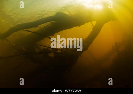 Bäume in den Fluss geworfen Wasserstand zu erhöhen und mehr Vielfalt für Pflanzen und Tiere schaffen. North Holland. April. Stockfoto