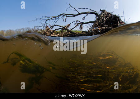 Bäume in den Fluss geworfen Wasserstand zu erhöhen und mehr Vielfalt für Pflanzen und Tiere schaffen. North Holland. April. Stockfoto